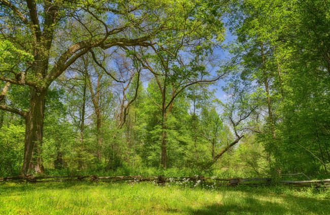 Обои картинки фото природа, лес, весна, деревья, зелень