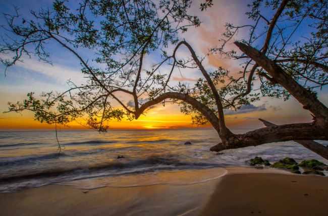 Обои картинки фото природа, восходы, закаты, рассвет, ветви, пляж, океан