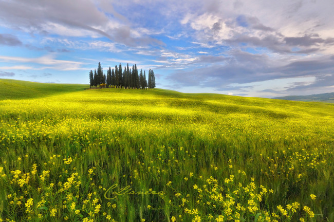 Обои картинки фото природа, луга, рапс, цветы, поле, облака, тоскана, италия, небо, май, весна