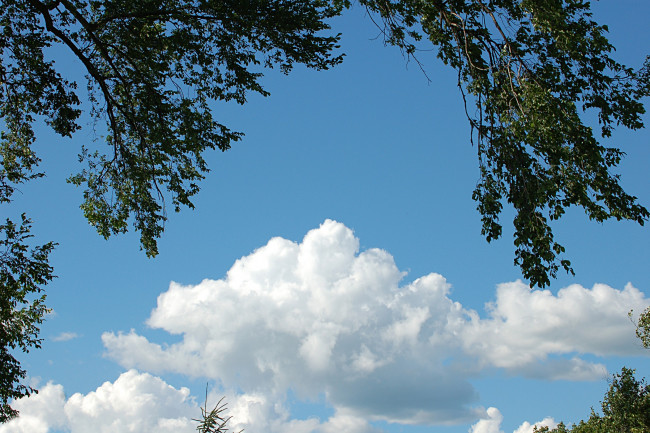 Обои картинки фото природа, облака, небо, ветки, листья