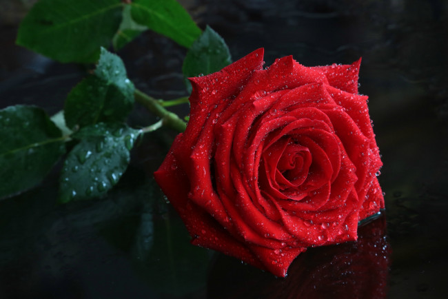 Обои картинки фото цветы, розы, бутон, красавица, красная, капли, роза
