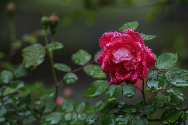 Обои картинки фото цветы, розы, роза, капли, бутон, после, дождя