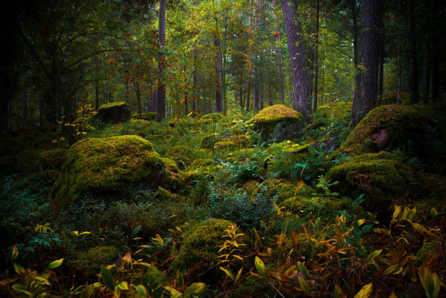 Обои картинки фото природа, лес, мох, камни, осень