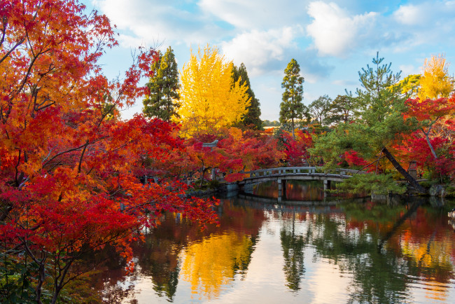 Обои картинки фото природа, парк, листья, деревья, осень, мостик, пруд, сад, Япония