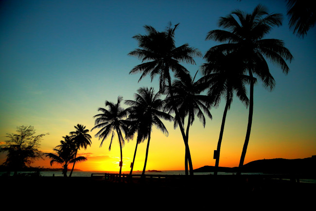 Обои картинки фото природа, восходы, закаты, рассвет, пальмы, тропики