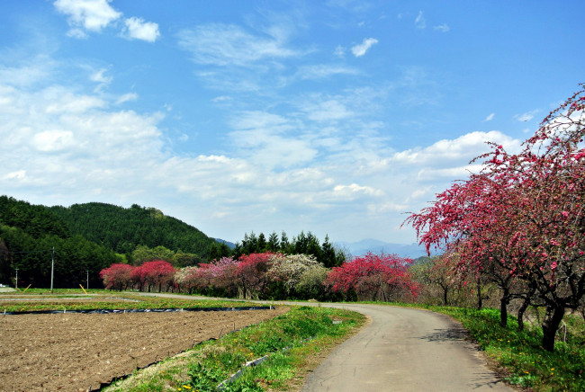 Обои картинки фото природа, дороги, деревья, весна, дорога