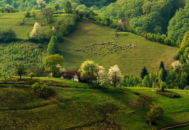 Обои картинки фото природа, поля, весна, дома, лес, овцы, отара, холмы, утро