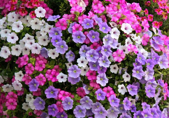 Обои картинки фото цветы, петунии,  калибрахоа, сиреневый, белый, розовый, петуния
