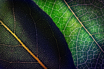 Картинка природа макро листья