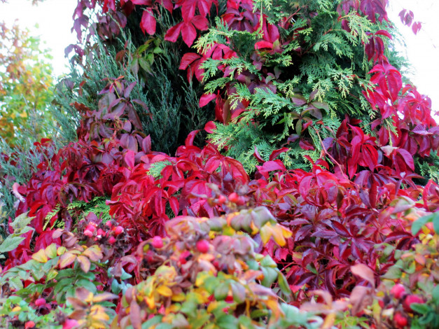 Обои картинки фото природа, листья, осень