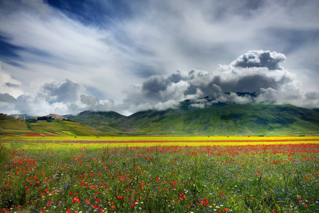 Обои картинки фото природа, луга, поле, горы, цветы, долина, облака, равнина