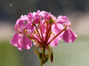 Картинка цветы герань розовый макро