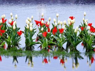 Картинка цветы тюльпаны белый красный бутоны вода