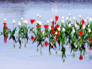 Картинка цветы тюльпаны белый красный бутоны вода