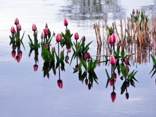 Картинка цветы тюльпаны бутоны вода
