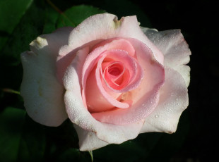 Картинка цветы розы капли макро бутон