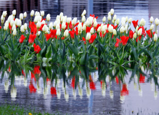Картинка цветы тюльпаны белый красный бутоны вода отражение
