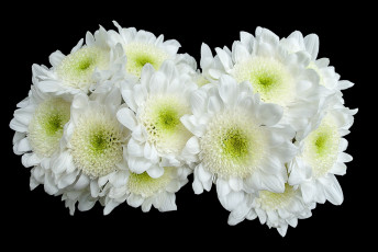 обоя цветы, хризантемы, белый