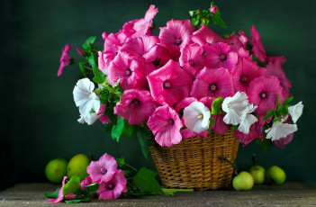 Картинка цветы лаватера букет корзинка