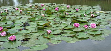 Картинка цветы лилии+водяные +нимфеи +кувшинки листья лилии водяные вода