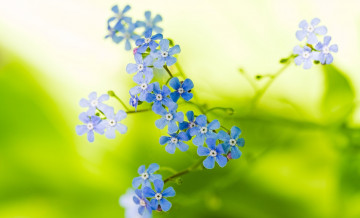 обоя цветы, незабудки, голубые