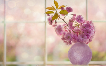 Картинка цветы сакура +вишня цветение цветки ваза веточка вишня