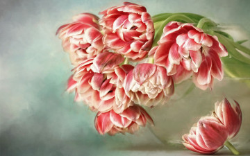 Картинка цветы тюльпаны букет красные