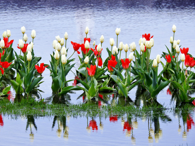 Обои картинки фото цветы, тюльпаны, белый, красный, бутоны, вода