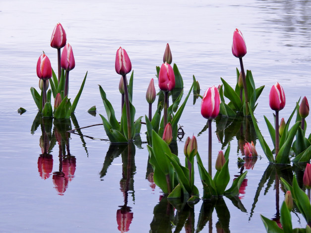 Обои картинки фото цветы, тюльпаны, бутоны, вода, отражение