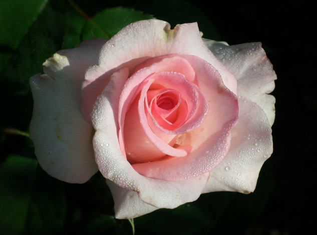 Обои картинки фото цветы, розы, капли, макро, бутон