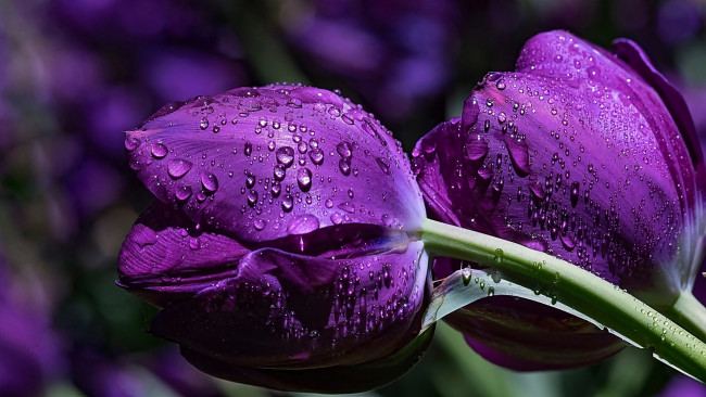 Обои картинки фото цветы, тюльпаны, лиловый