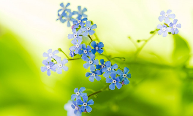 Обои картинки фото цветы, незабудки, голубые