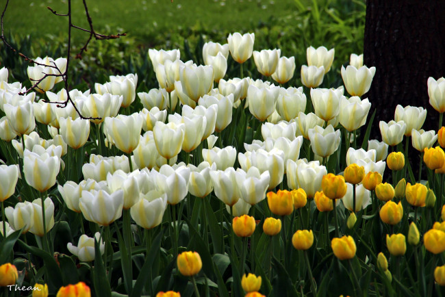 Обои картинки фото цветы, тюльпаны, много, весна, бутоны, желтый, белый