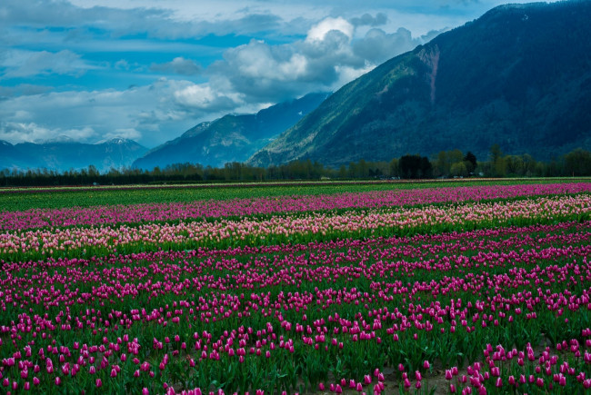 Обои картинки фото цветы, тюльпаны, горы, поле