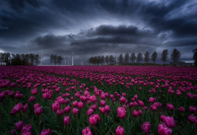 Обои картинки фото цветы, тюльпаны, поле, весна, тучи, небо