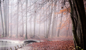 Картинка природа парк туман осень мост