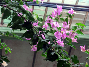 Картинка цветы бугенвиллея розовая бугенвилея ветка