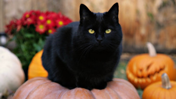 Картинка животные коты кот черный тыквы цветы хеллоуин