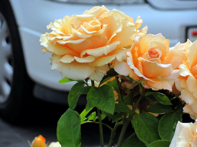 Обои картинки фото цветы, розы, чайные