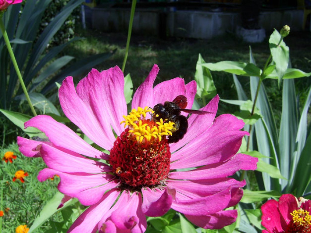 Обои картинки фото загорелый, шмель, животные, пчелы, осы, шмели