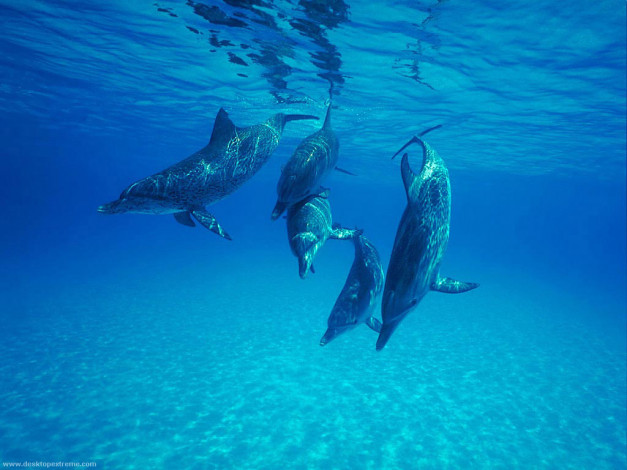 Обои картинки фото животные, дельфины