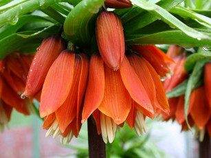 Картинка императорский рябчик цветы рябчики оранжевый