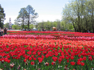 Картинка природа парк тюльпан
