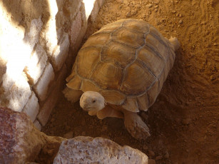 Картинка животные Черепахи камень черепаха песок