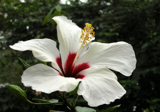 Картинка цветы гибискусы белый большой