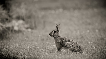 Картинка животные кролики зайцы трава заец
