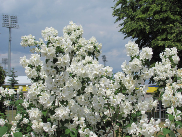 Обои картинки фото жасмин, цветы, куст, белые, дерево