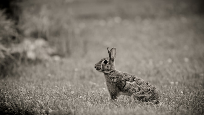 Обои картинки фото животные, кролики, зайцы, трава, заец