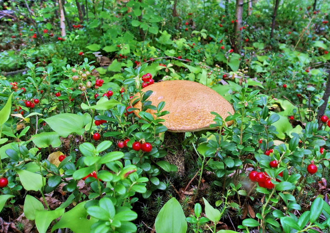 Обои картинки фото природа, грибы, ягоды, брусника, зеленый, один, подосиновик