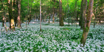 Картинка ireland природа лес цветы деревья ирландия